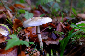 Non-edible mushroom in a forest