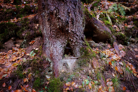 Moss on forest tree trunk
