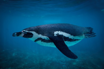 Fototapeta premium Humboldt penguin swimming underwater
