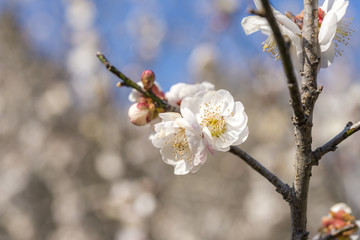 満開の梅の花