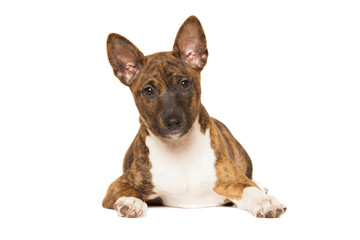 basenji puppy isolated on white background