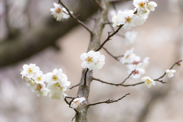 梅の花