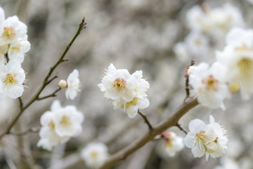 Fototapeta na wymiar 梅の花