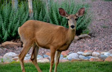 Deer 