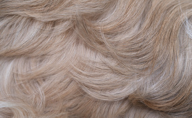 Shih tzu dog hair