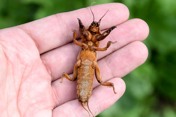 Gryllotalpa gryllotalpa On the palm of a person. Pest of garden plantations.