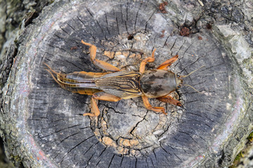 Gryllotalpa gryllotalpa On the cut of the old stump. Pest of garden plantations.