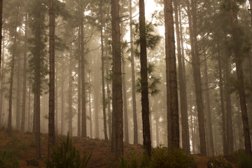 Pinus canariensis. Misty foggy forest in Tenerife, Spain, winter weather