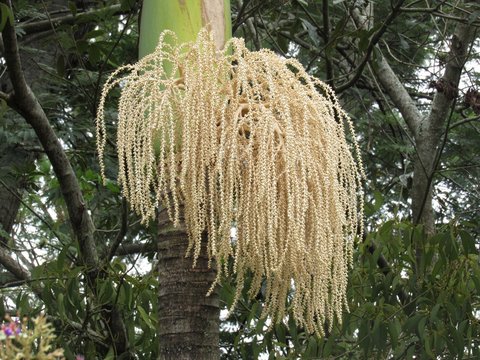 O penteado da &aacute;rvore.