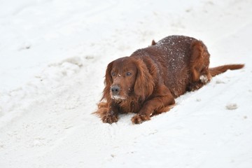Dog Irish Red setter