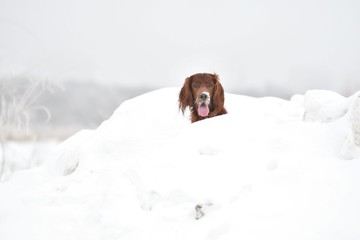 Dog Irish Red setter