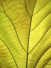 Naklejka na ściany i meble green leaf closeup