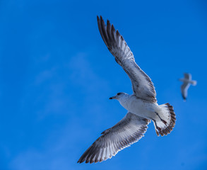 Birds in Flight