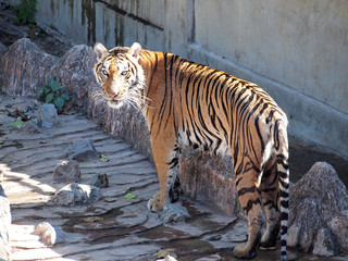 Royal Bengal tiger