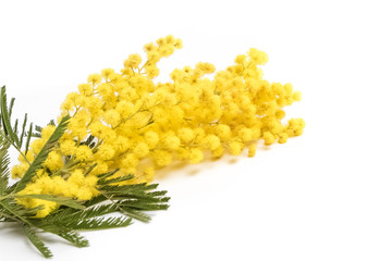 mimosa isolated on white background, women day