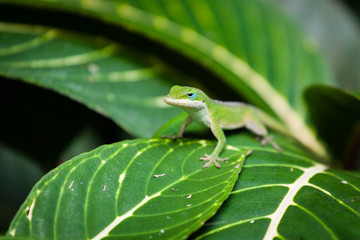 Little gecko