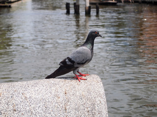 pigeon