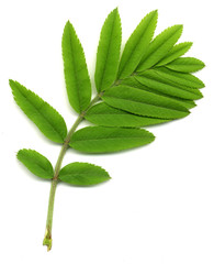 isolated green leaf