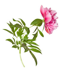Isolated peony flower