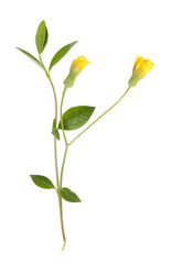 Isolated yellow flower