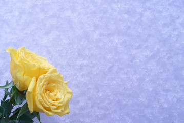 黄色のバラ　雪の背景