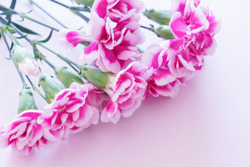 ピンクのカーネーション