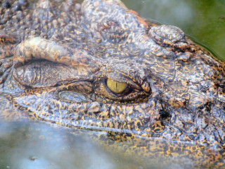 Crocodile Eyes Detail Close Up