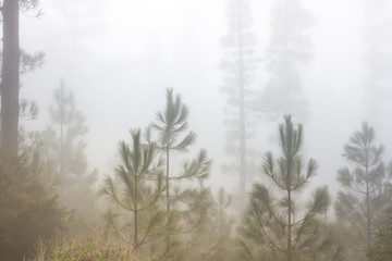 Pinus canariensis. Misty foggy forest in Tenerife, Spain, winter weather