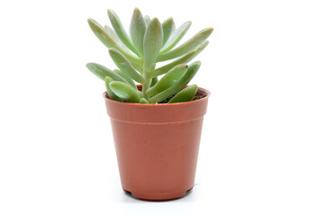 Succulent plant in pot