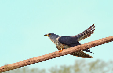 animal