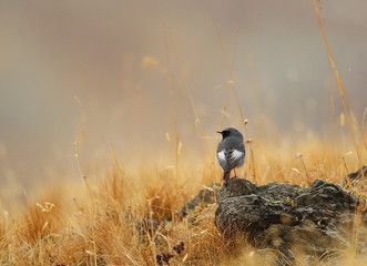 animal