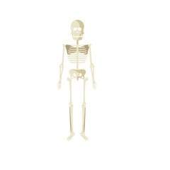 Medical Skeleton icon over white background. colorful design. vector illustration