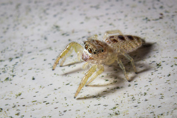 Jumping Spider