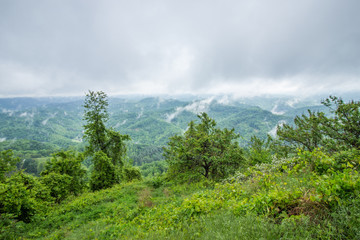 Morning Fog and Gray Skies