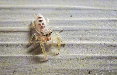 jumping spider