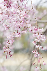 京都のしだれ桜