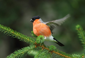 animal