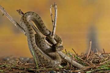 animal