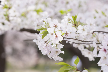 春の桜