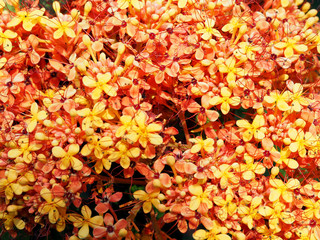 Close up yellow and orange small flowers