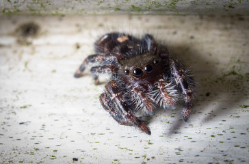 Jumping Spider