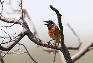 Fototapeta premium animal