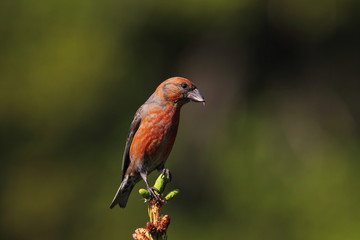animal