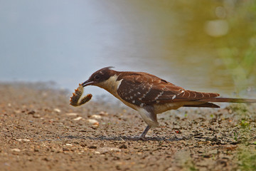 animal