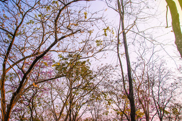  Top  tree forest  for background