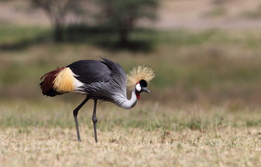 animal