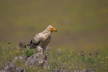 animal