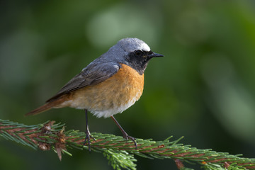 animal