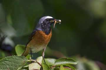 animal