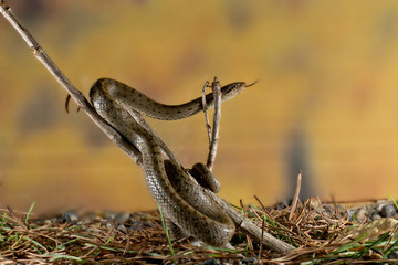 animal